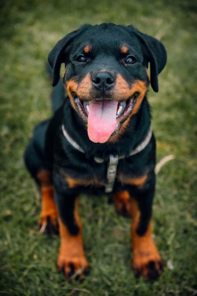 Portrait of a Rottweiler in a Park