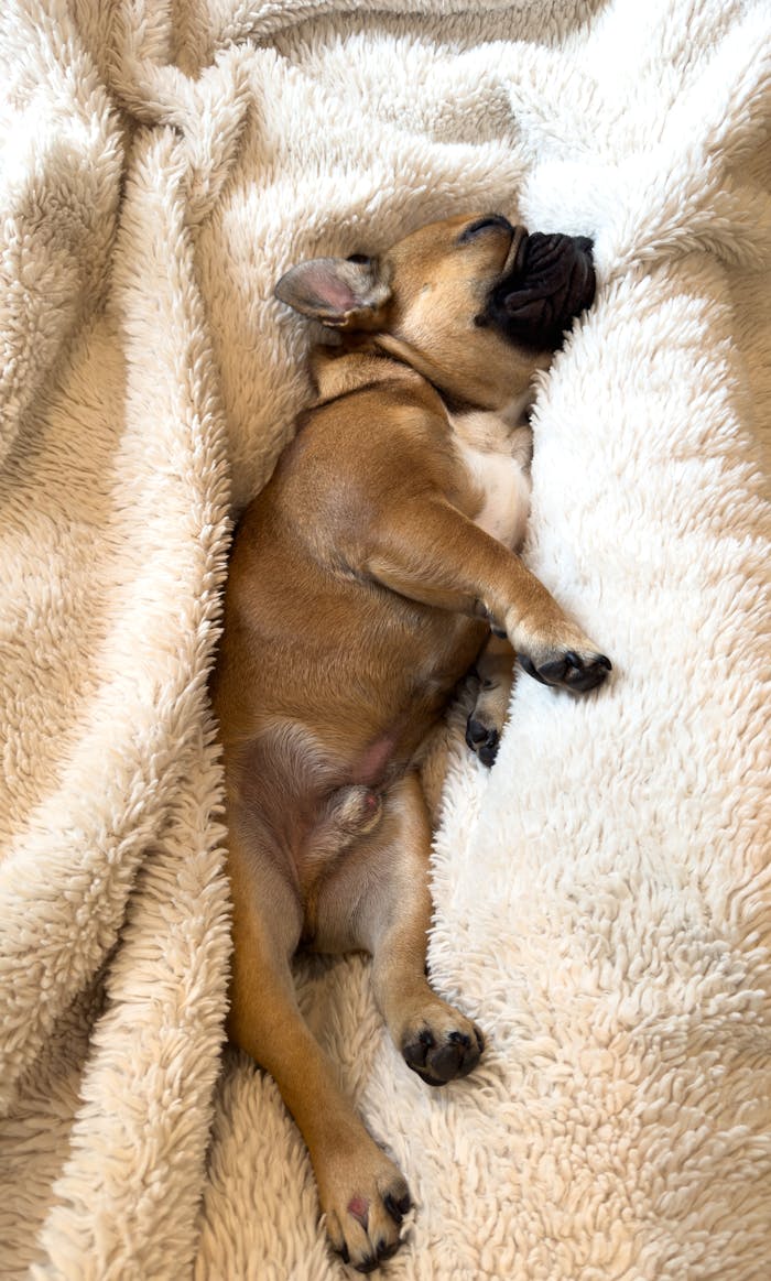 French Bulldog Sleeping in Bed